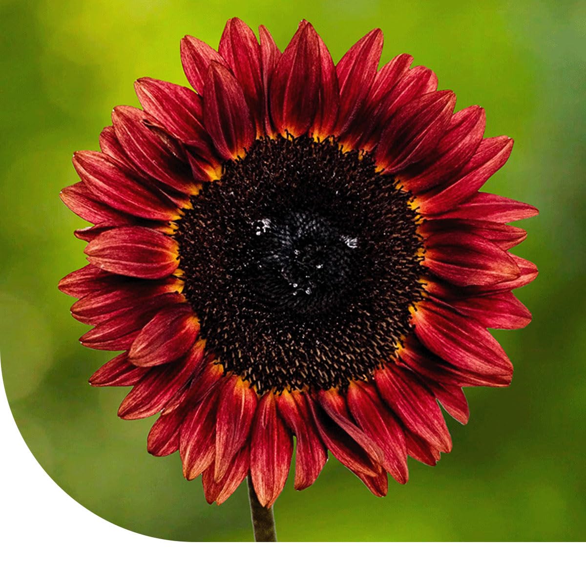 Sonnenblume Abendsonne - Helianthus annuus – 1Kilo für 500m² (40.000 Samen) – Wuchshöhe: 180 cm – Geeignet als Schnittblume - Besondere Abendsonnenfarbe