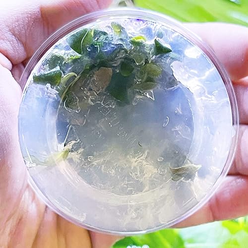 Miniatura 3 de Greenpro Bucephalandra Brownie Ghost Tissue Culture US Farm Live Aquarium Plants Midground para decoración de peceras