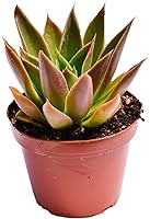 Vista 5 de Planta suculenta Echeveria viva - Suculenta Echeveria de 4 pulgadas con raíces completas (Echeveria Benitsukasa)