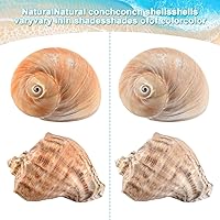 Vista 6 de 6 conchas de cangrejo ermitaño grandes, conchas naturales de 2.8 a 3.8 pulgadas, tamaño de apertura de 1.6 a 2.7 pulgadas, hábitat de cangrejo