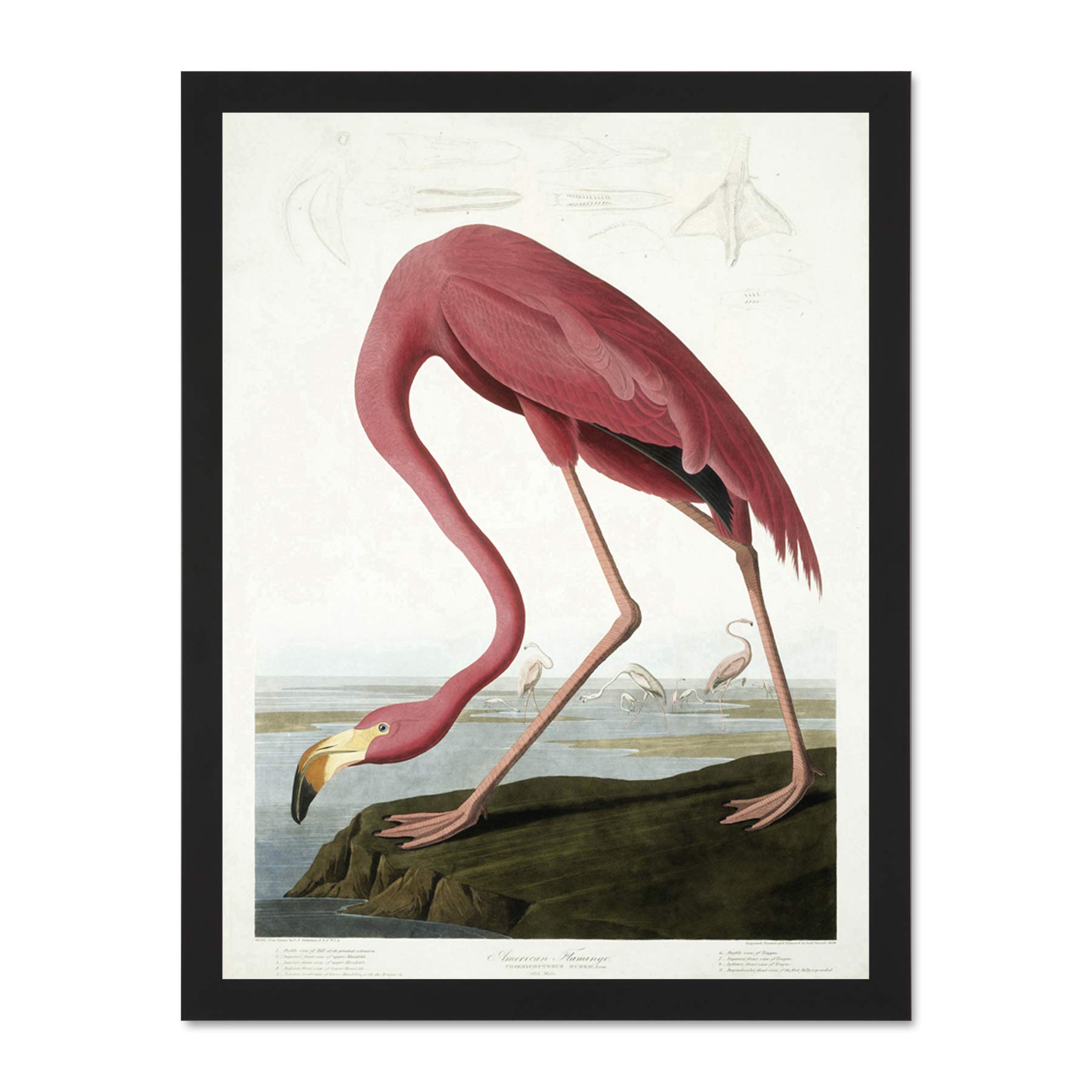 Wee Blue Coo Havell Audubon American American Flamingo Zoology Large Framed Art Print Poster Wall Decor 18x24 inch