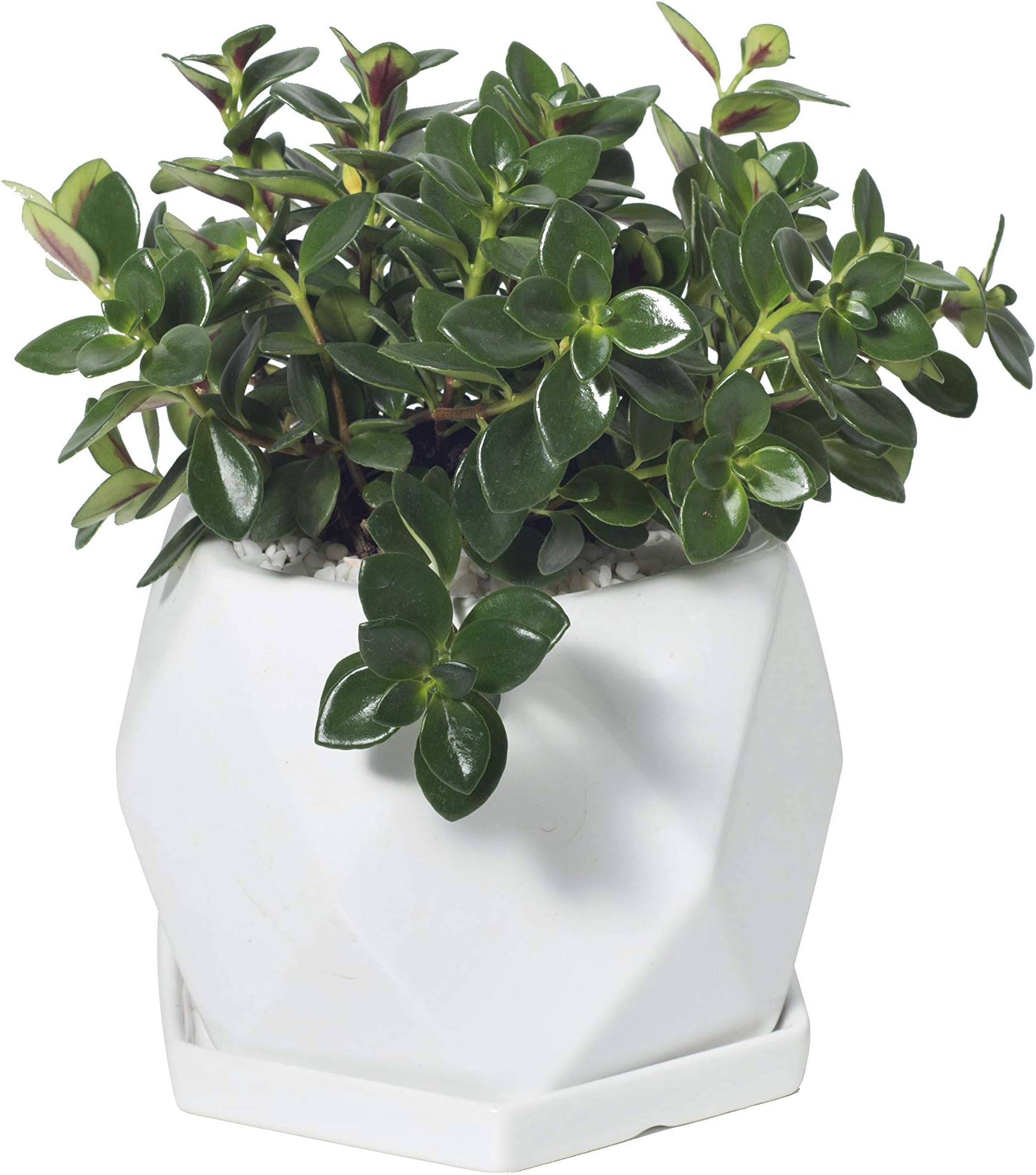 Ekirlin Hexagon Flower Pot with Tray,Green Plants Container for Home Decoration, Medium Ceramic Flower Planters with Drain Hole for Indoor Outdoor Cactus Succulent (White)