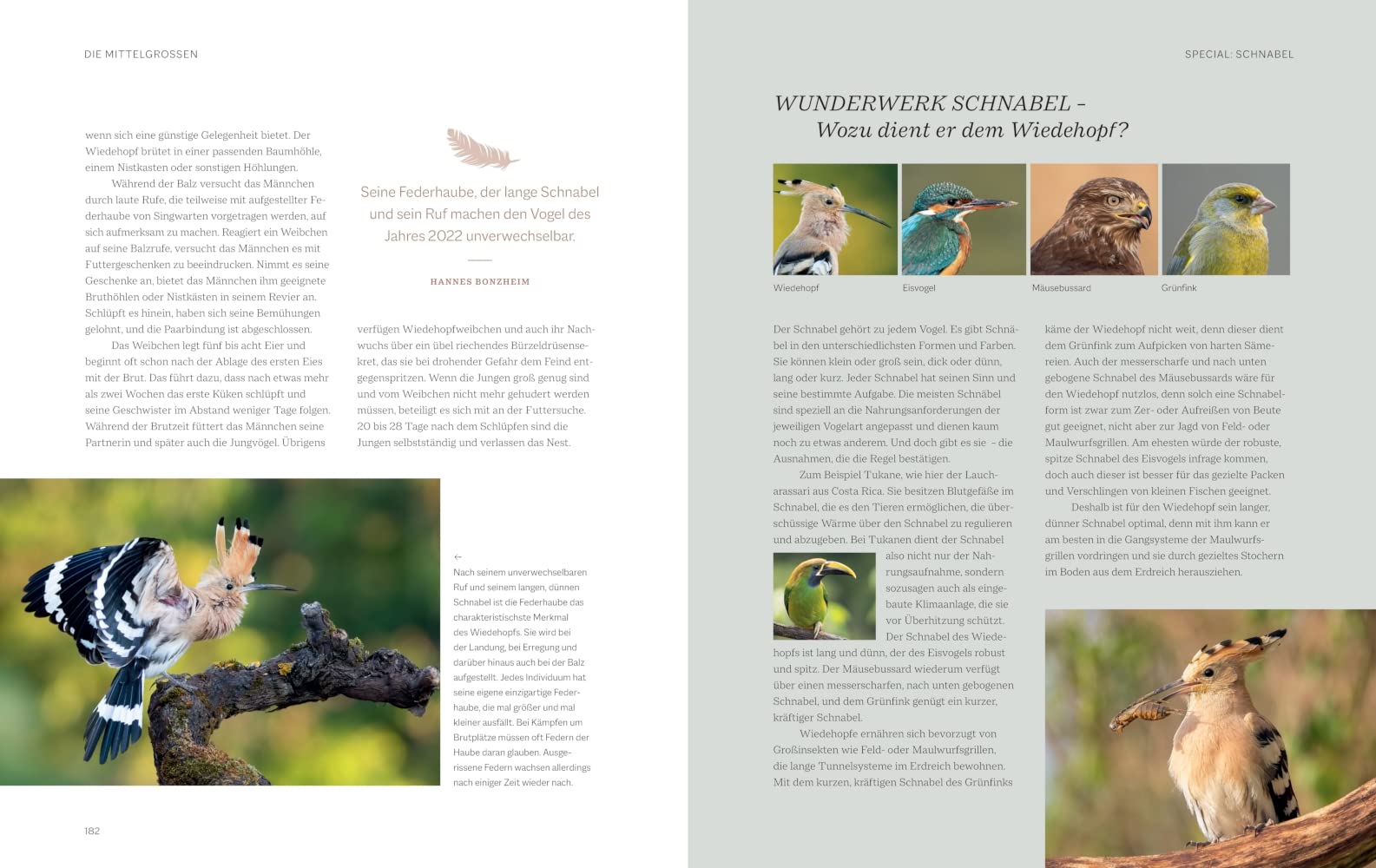 Die magische Welt unserer Vögel: Die heimische Vogelwelt ganz neu entdecken und schützen (BLV Vögel)