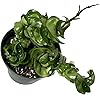Product Photo 4