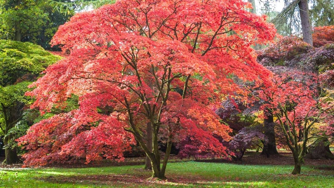 E Garden Flowering Maple Shade Tree Seeds (Pack of 25 Seeds) (B0937KYZBH) Amazon Price History, Amazon Price Tracker