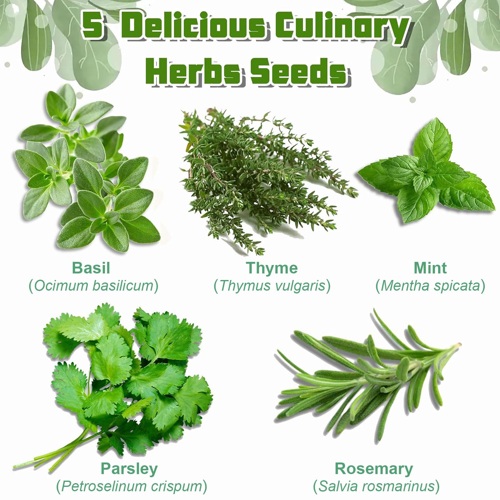 Kit de iniciación de jardín de hierbas para interiores, 5 semillas que crecen en albahaca, perejil, romero, tomillo, menta, incluyendo una caja de madera, discos de piso y macetas con una