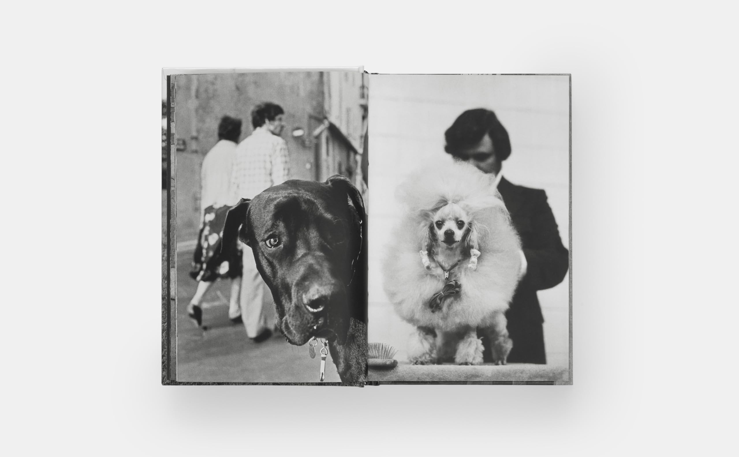 Dogdogs (PHOTOGRAPHY)