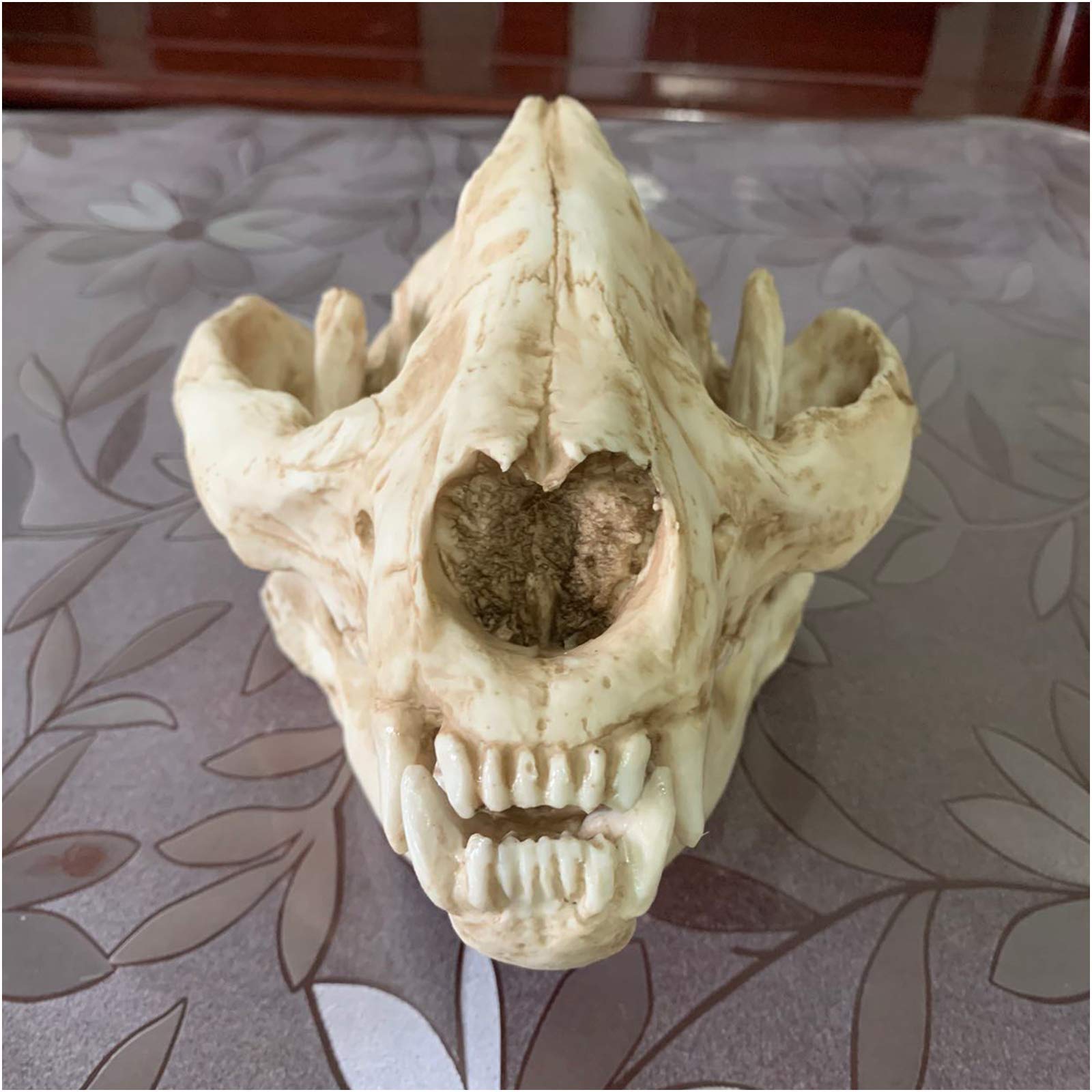 Panda Skull Model - Realistic Panda Skull Replica Resin Craft