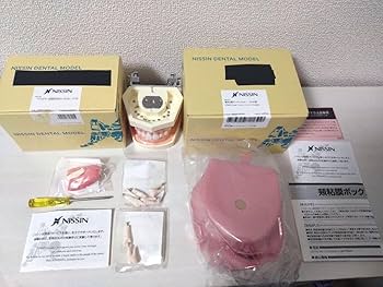 Amazon.co.jp: ニッシン 歯科模型 額模型 顎模型 歯科衛生士 NIIN