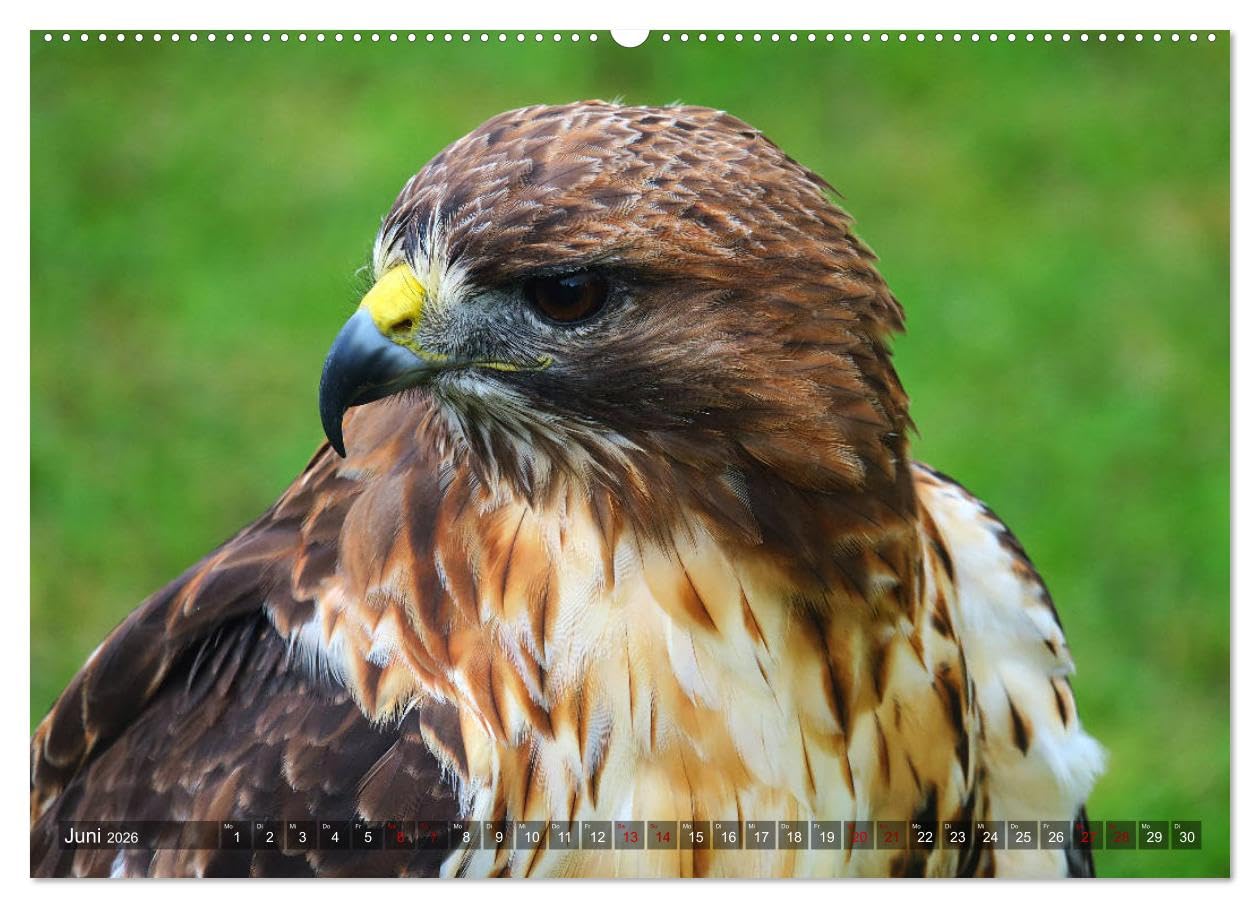 Raubvögel - lautlose Jäger (hochwertiger Premium Wandkalender 2026 DIN A2 quer), Kunstdruck in Hochglanz: Faszinierende Portraits von Greifvögeln und Eulen (CALVENDO Tiere)