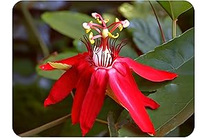 Scarlet Flame Red Passion Flower Vine Live Plant With Captivating Blooms