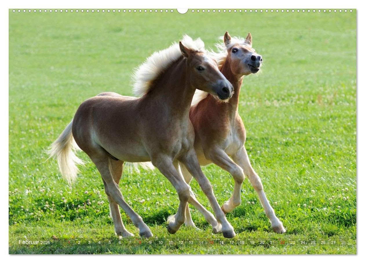 Haflinger Schönheiten (hochwertiger Premium Wandkalender 2026 DIN A2 quer), Kunstdruck in Hochglanz: Mit Haflinger-Pferden durchs Jahr (CALVENDO Tiere)