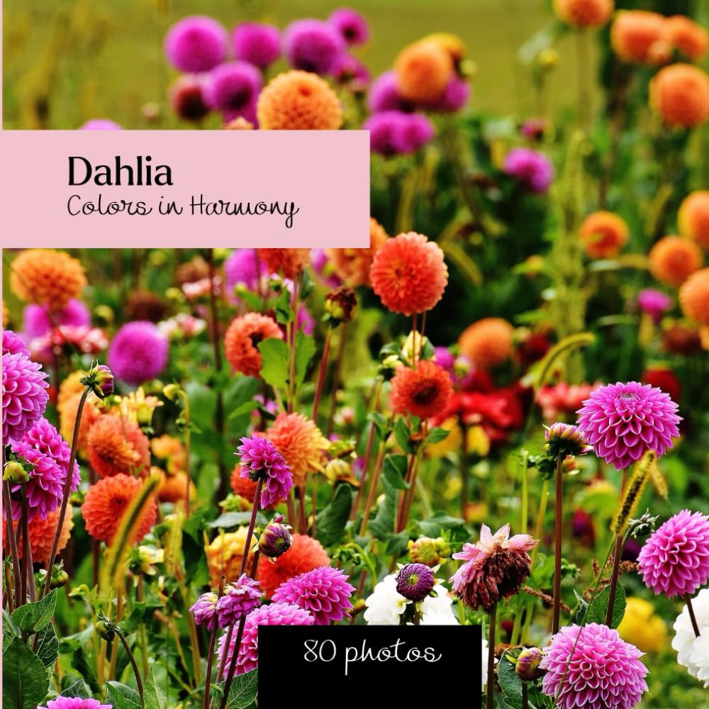 Dahlia: Colors in Harmony: Dahlia photo book - 80 captivating images of floral beauty