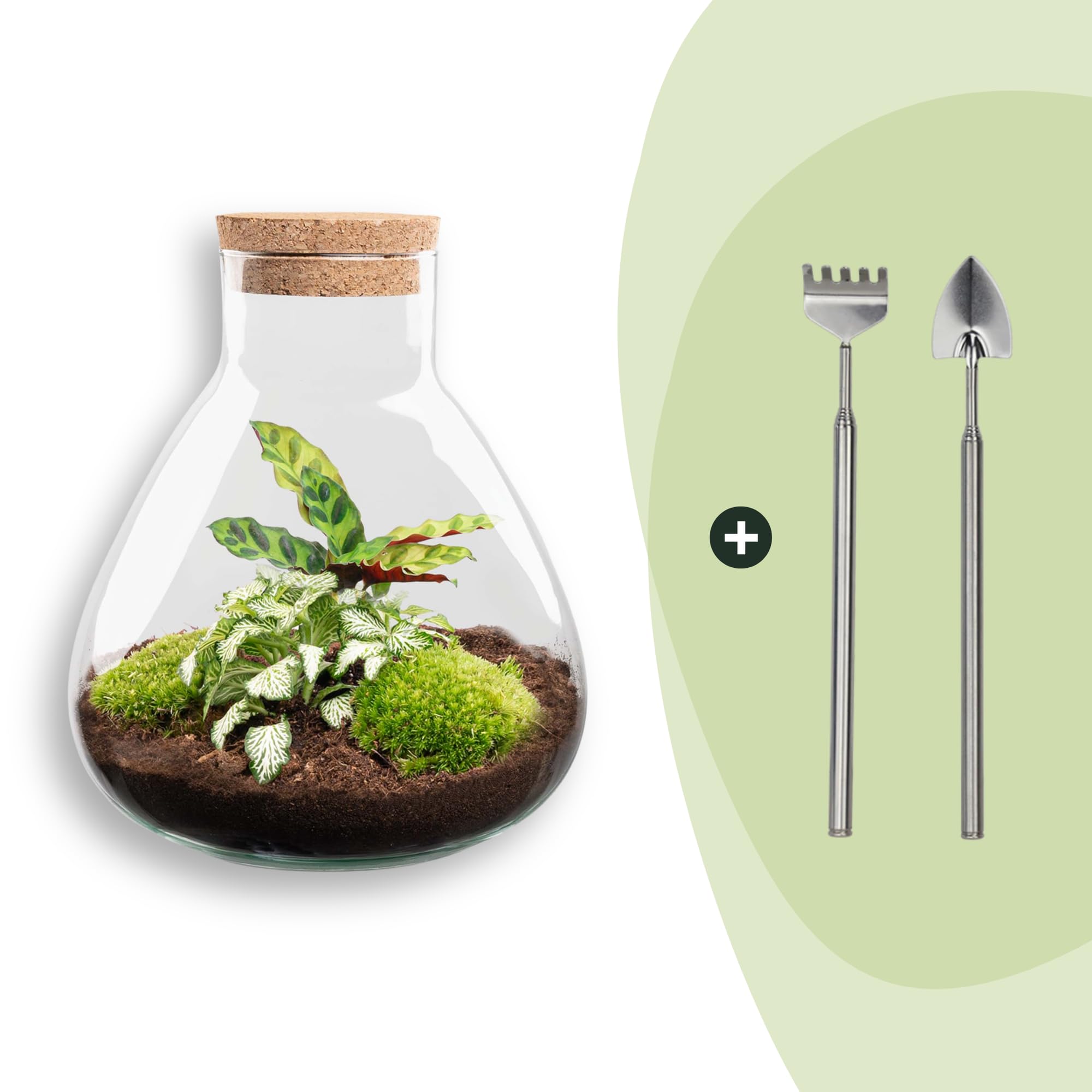 Terrario de plantas Sammie en tarro de cristal con tapa de corcho, mini selva en tarro de cristal, diámetro de 22,5 x 27 cm, incluye calathea y musgo, ecosistema autosuficiente con instrucciones