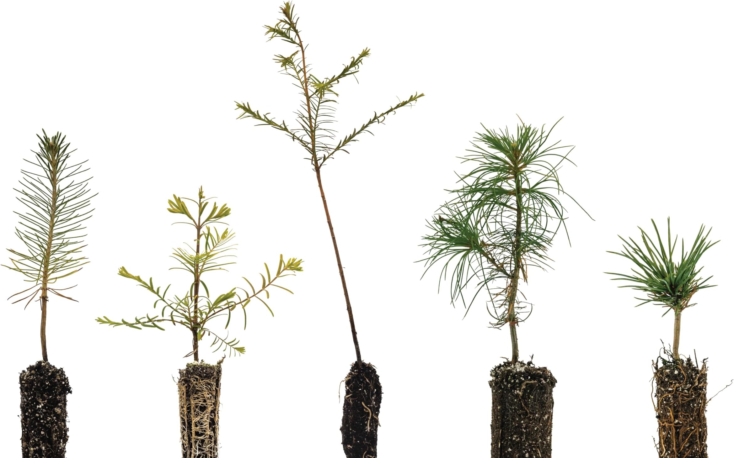 Bonsai Tree Bundle | Collection of 5 Live Tree Seedlings | The Jonsteen Company