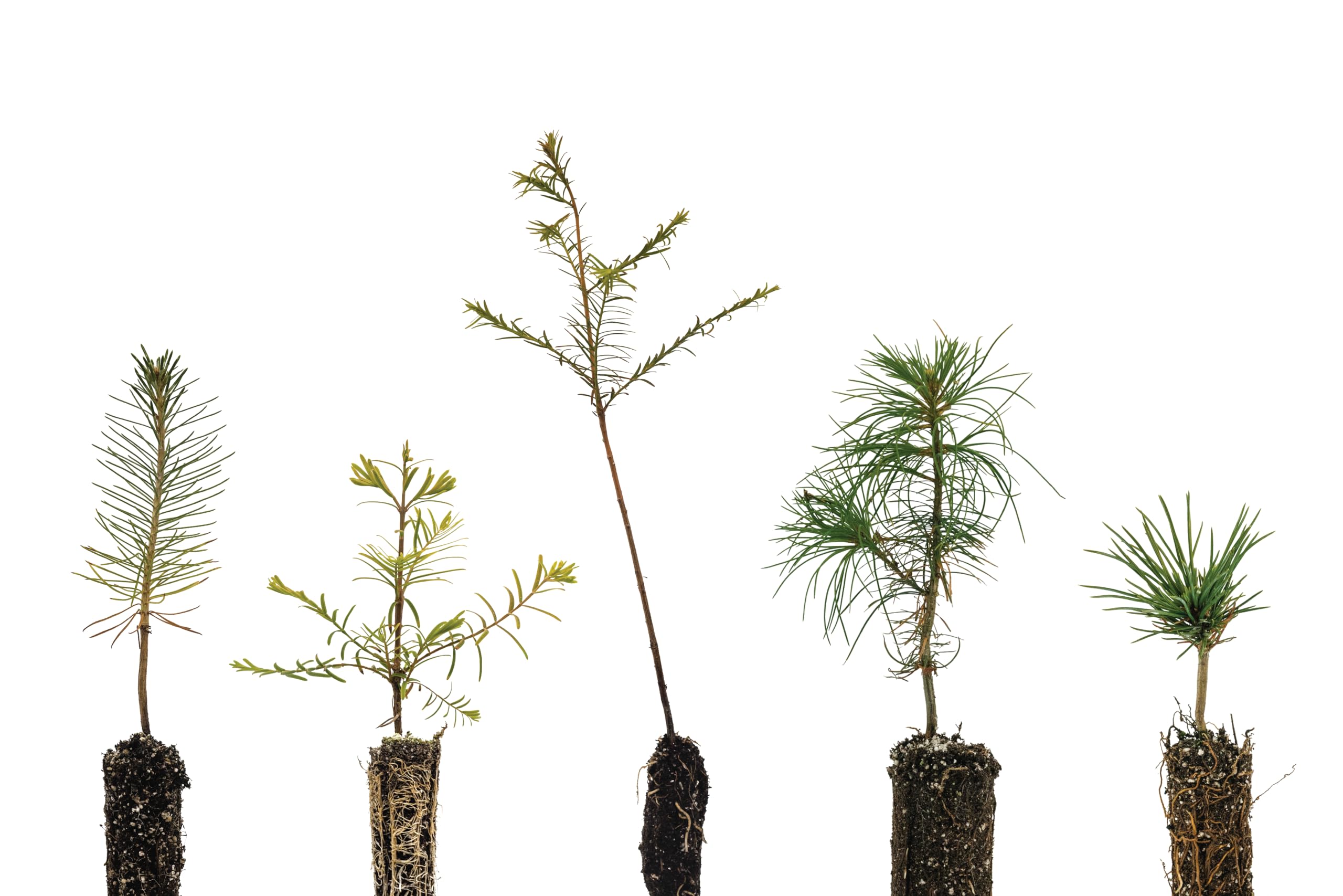 Bonsai Tree Bundle 5 Live Tree Seedlings