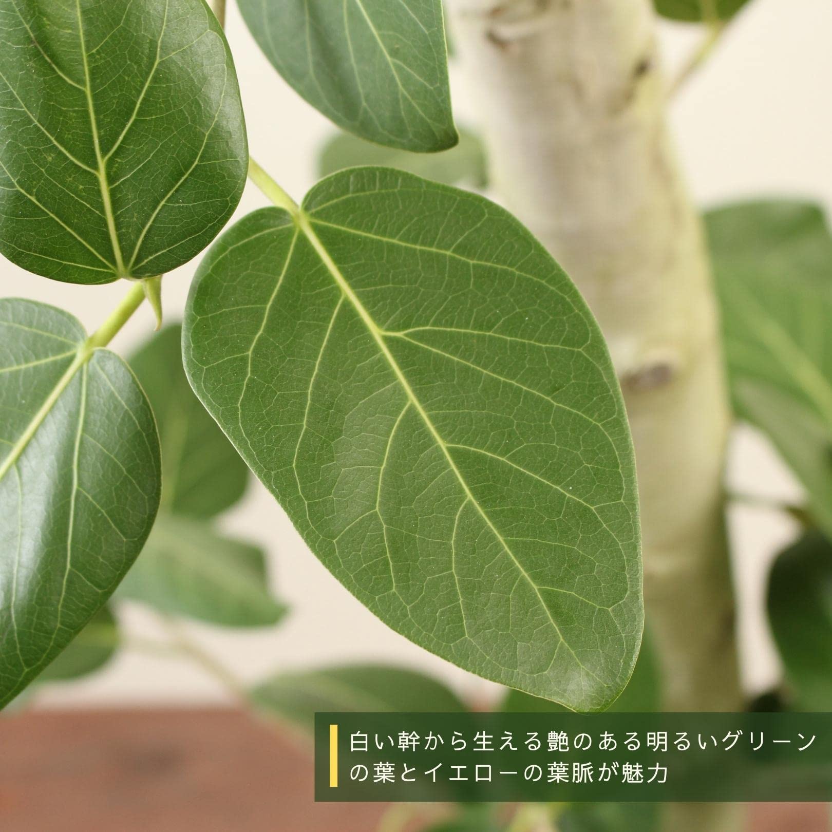 Amazon｜フィカスベンガレンシス 10号 1本立 受け皿付 【観葉植物 本物
