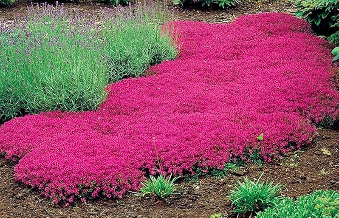红地毯爬行百里香地被植物种子