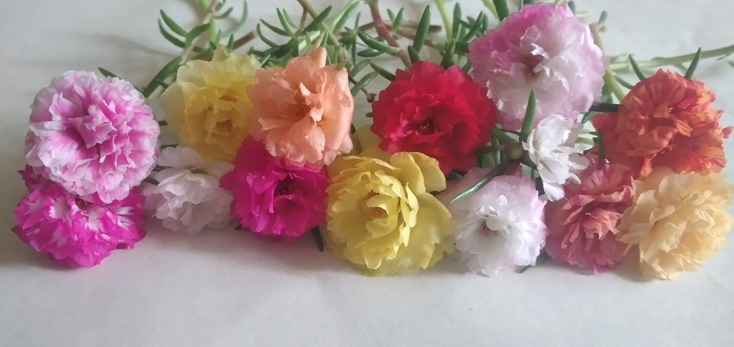 Portulaca plant,multicolour live plant cuttings or rooted plants, multipetal 7 to 8 colors, mixed colorcombo (B0BHN4JRJY) Amazon Price History, Amazon Price Tracker