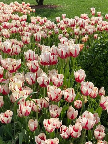 Miniatura 11 de 20 bulbos de tulipanes mixtos, flores de primavera vibrantes, fácil plantación de otoño, bulbos de tulipanes a granel, flores perennes, bulbos