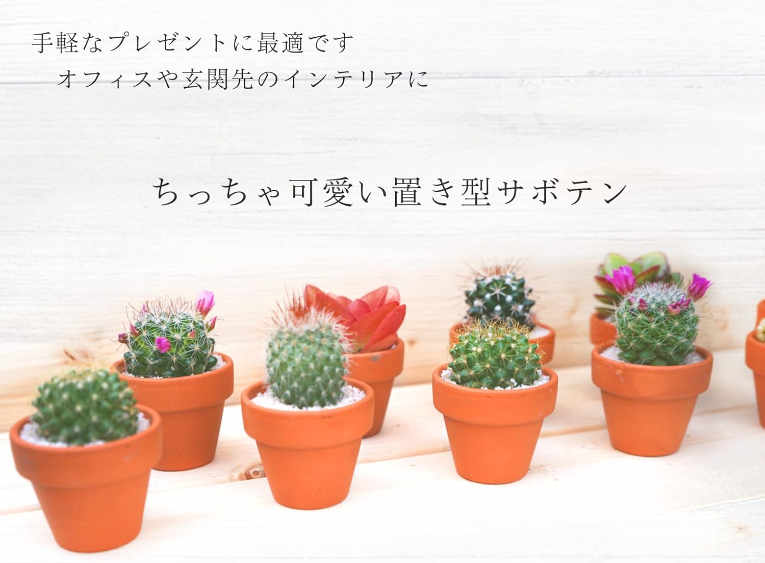Amazon Co Jp サボテン ６点セット １ ５号鉢 約4 7cm 4 7cm 9cm 観葉植物 インテリア おしゃれ Diy 工具 ガーデン