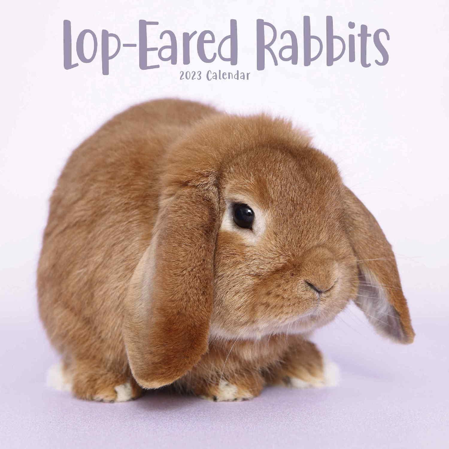2024 2025 Lop Eared Rabbit Calendar - Cute Animal Monthly Wall Calendar - 12 x 24 Open - Thick No-Bleed Paper - Giftable - Academic Teacher's Planner Calendar Organizing & Planning