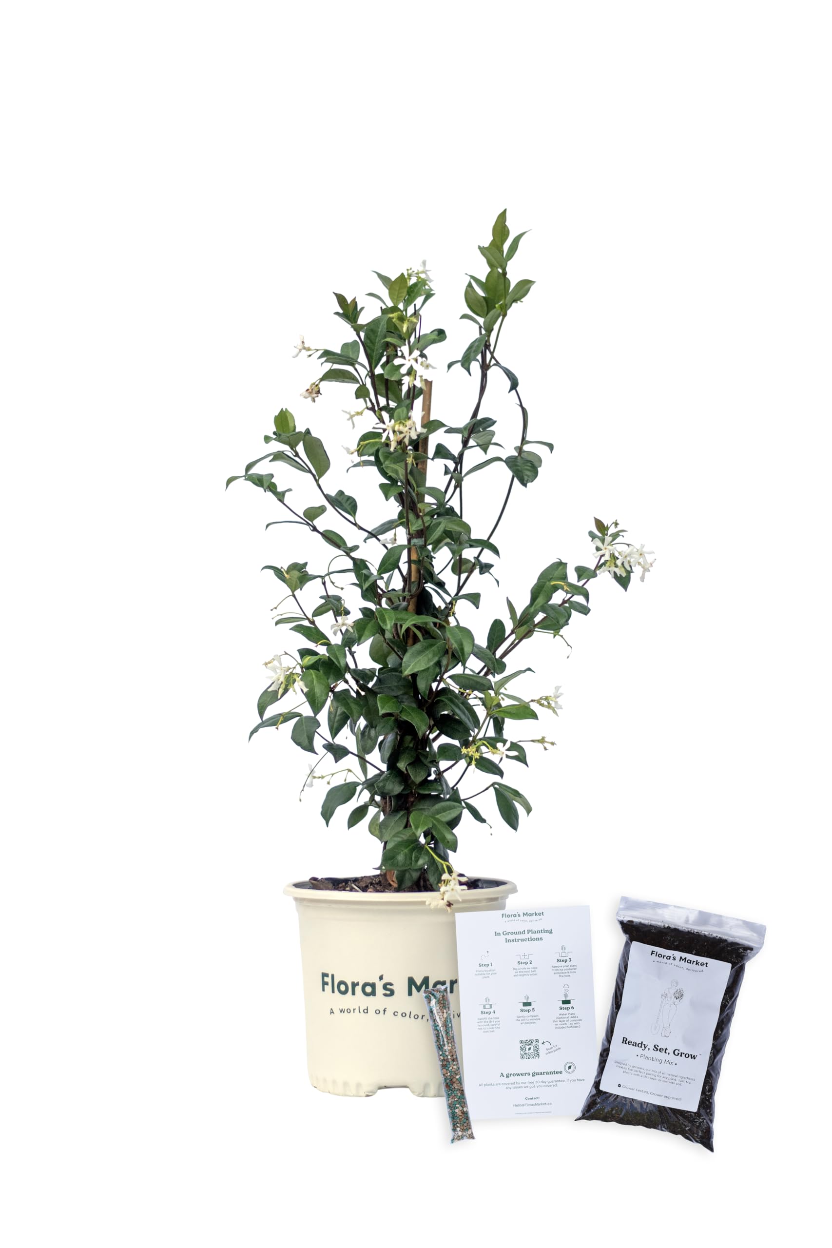Confederate Jasmine 1 Gallon