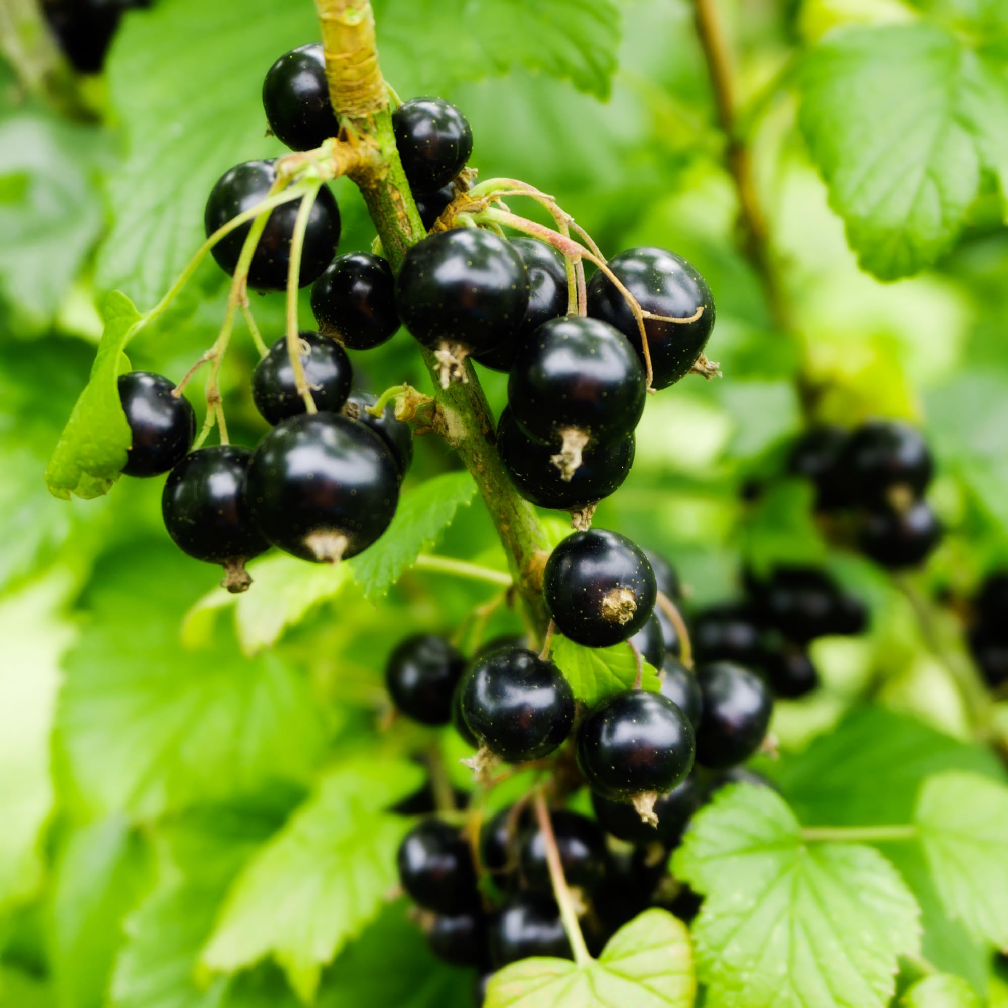 Blackcurrant Ribes Ben Sarek – Compact Heavy Cropping Variety with Glossy Fruits – Easy to Pick & Frost Resistant – 1x 2 Litre Pots by Thompson and Morgan