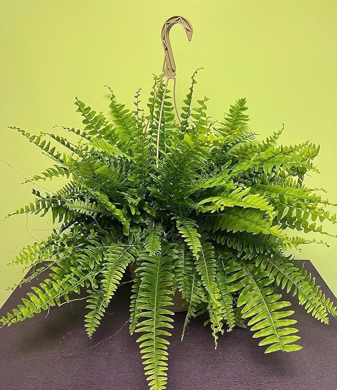Image of Live Boston Green Fern Air Purifier Plant Comprehensive Boston Fern Indoor Plant with Pot (FERN PLANT)
