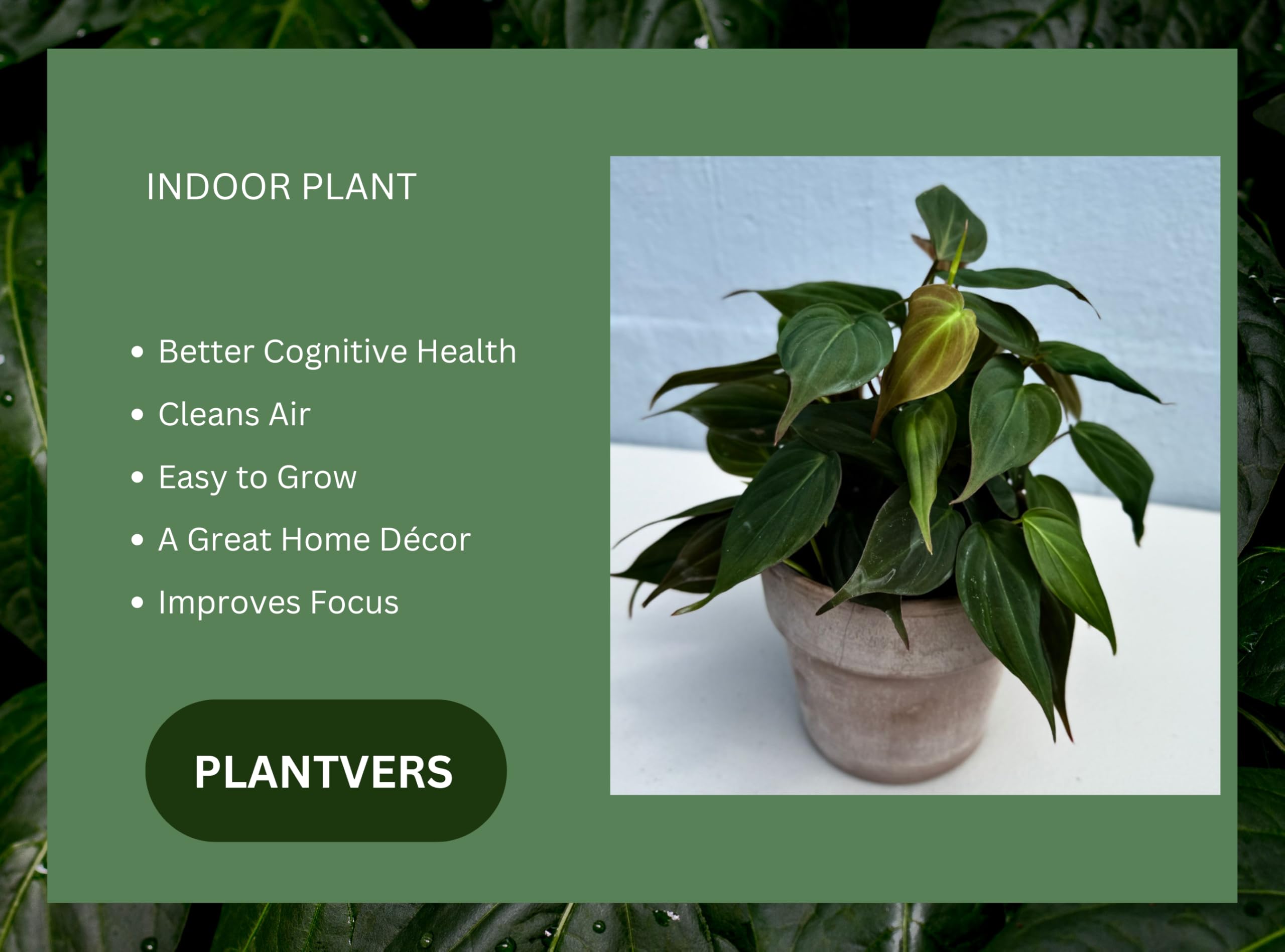 plowmanii philodendron Philodendron Plowmanii  Aroidasia