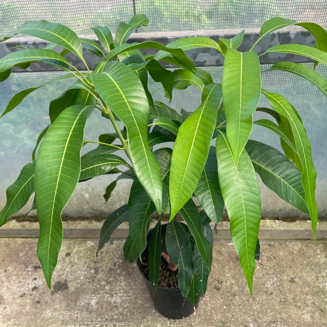 極太ユッカ 安心の発根株 芋付き 2本立て（ユッカ（観葉植物