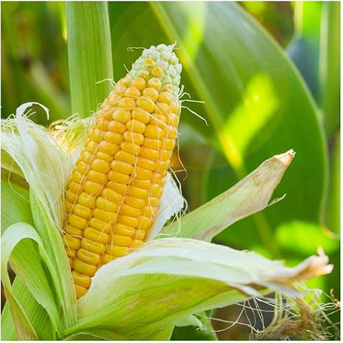 Miniatura 2 de everwilde explotacionesMiel Select Híbrida maíz semillasOro Vault