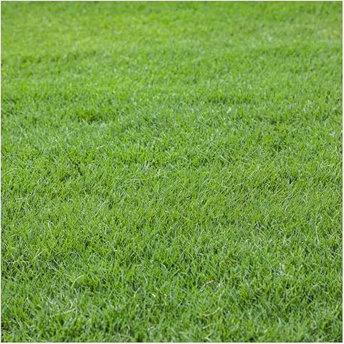 Brownie Brand Daniela II Bermudagrass Seed | Premium Turf Grass
