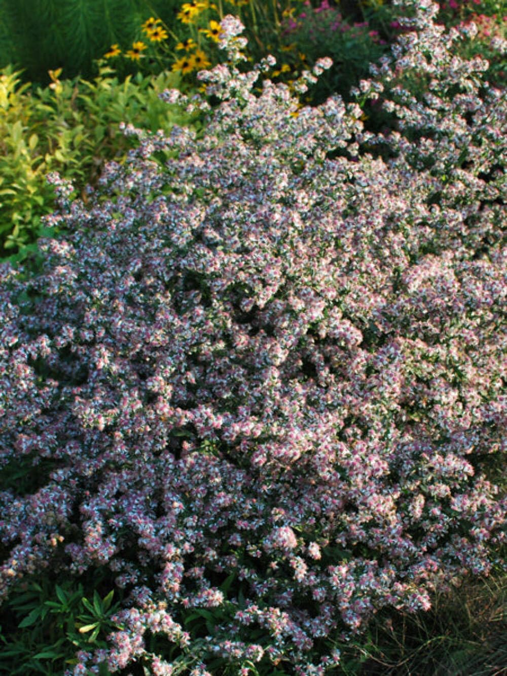 Perennial Farm Aster Lady in Black