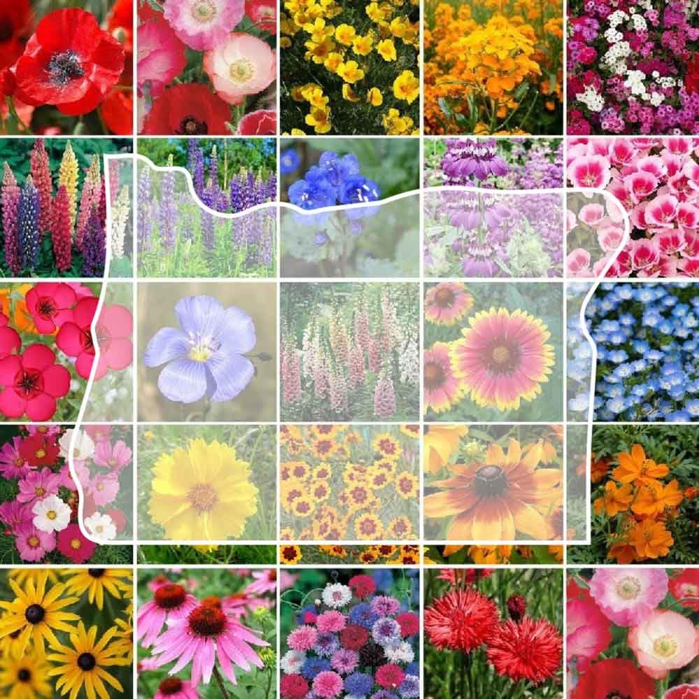 Eden BrothersOregon Wildflower Mixed Seeds for Planting, 1/4 lb, 120,000+ Seeds with Bluebell, Cornflower | Attracts Pollinators, Plant in Spring or Fall, Zones