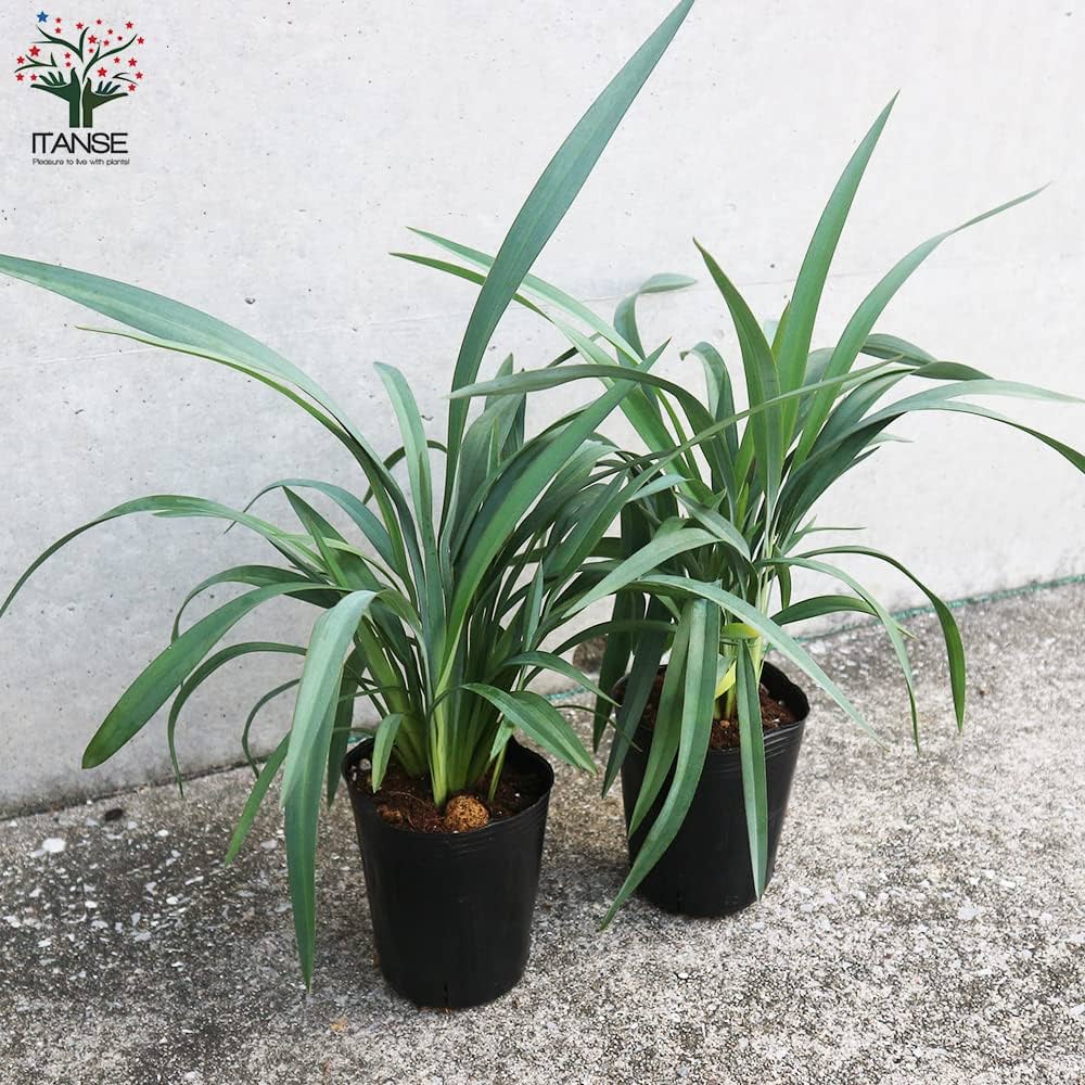 Amazon.co.jp: ディアネラ(キキョウラン) ブルーストリーム 3.5号