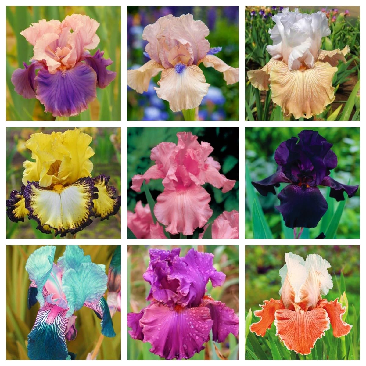 Iris bulbi，Iris bulbi rifiorente，Iris bulbi misti，Bulbi resistenti al freddo e alla siccità，Perenne, Piantagione del cortile del giardino-6 bulbi-a