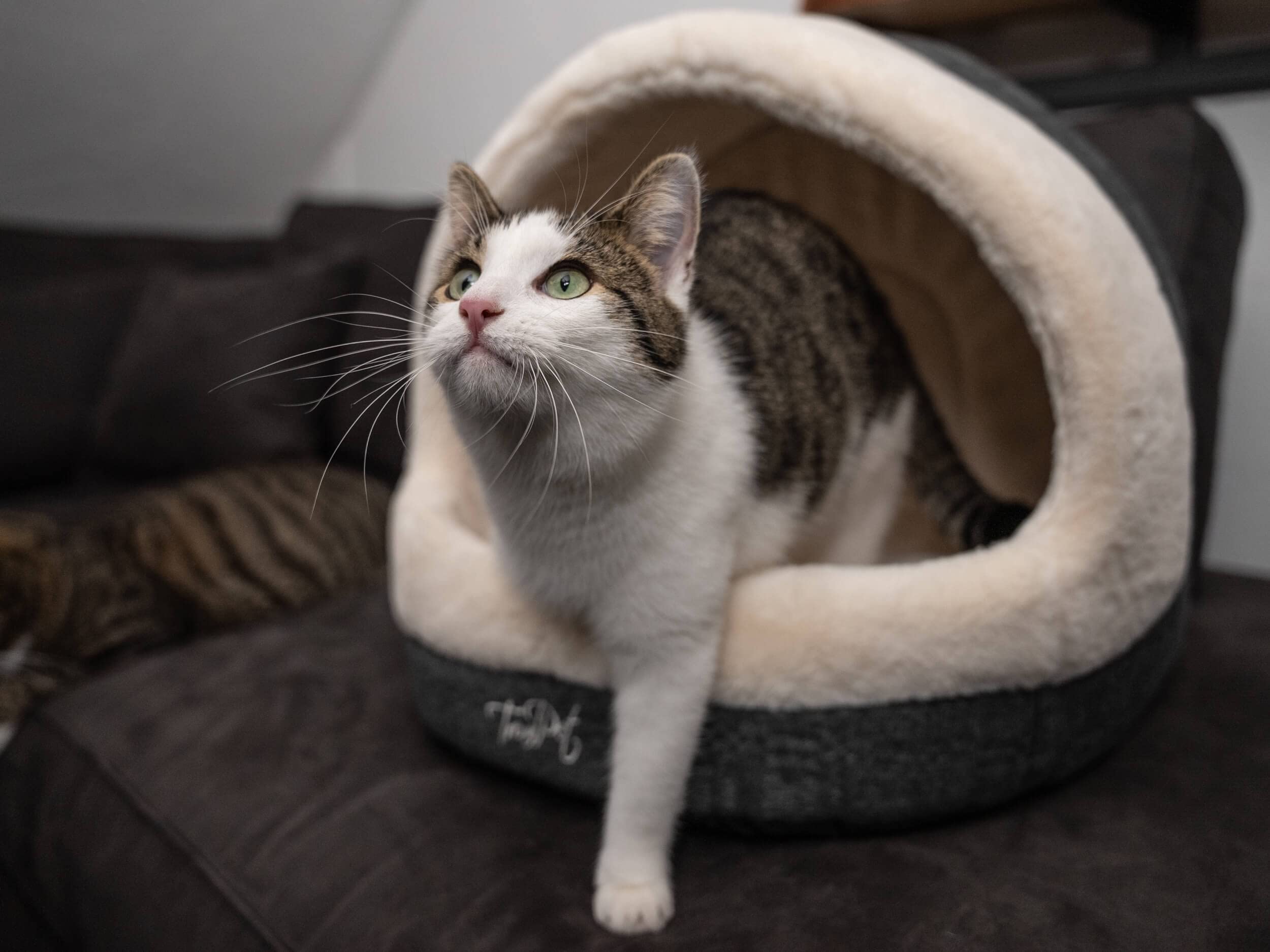 TrendPet LunaHome Kuschelhöhle für Hunde und Katzen und grau und beige (Beige)