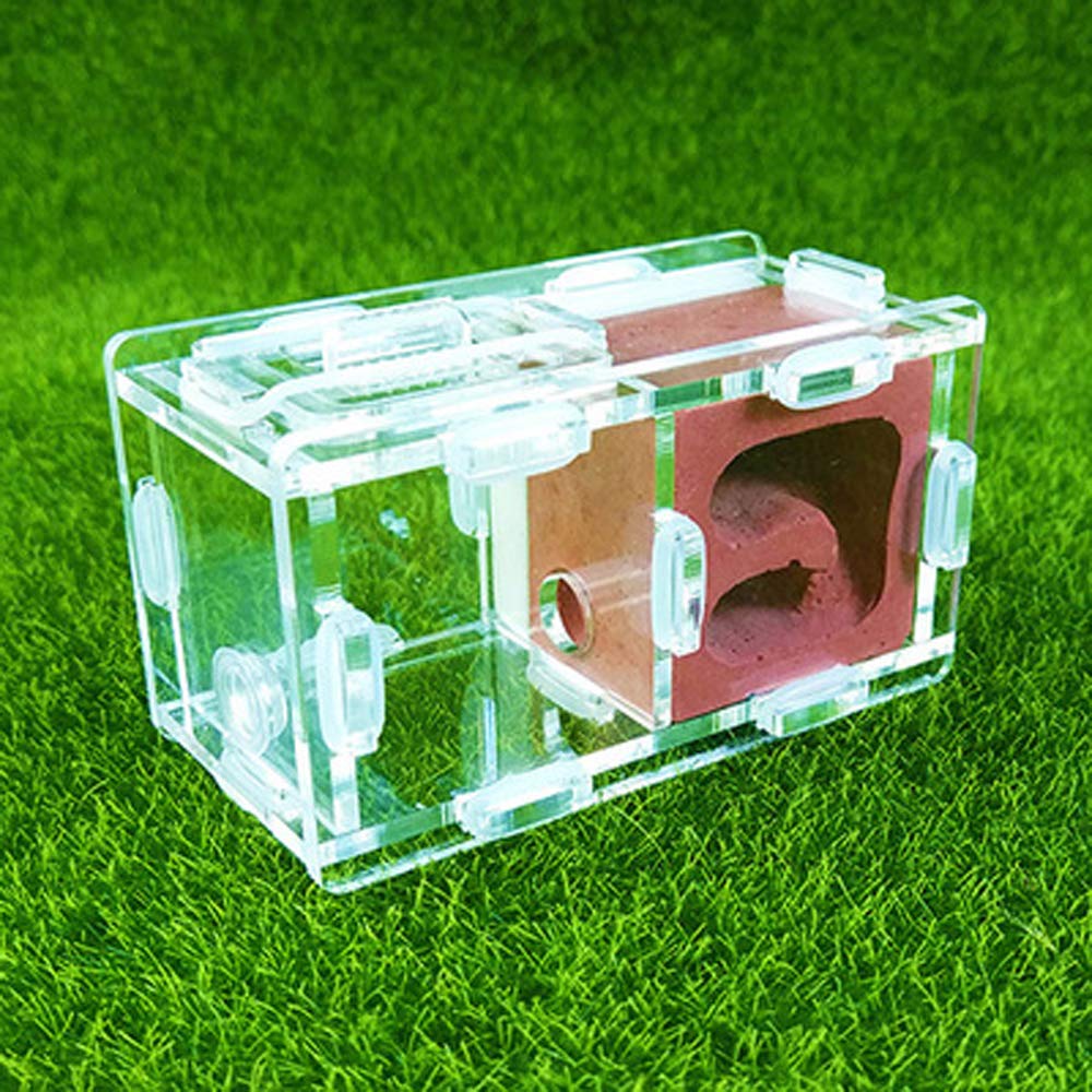coinbuylot Small Ant Nest Farm Science Experiment Formicarium Insect Nest (red)