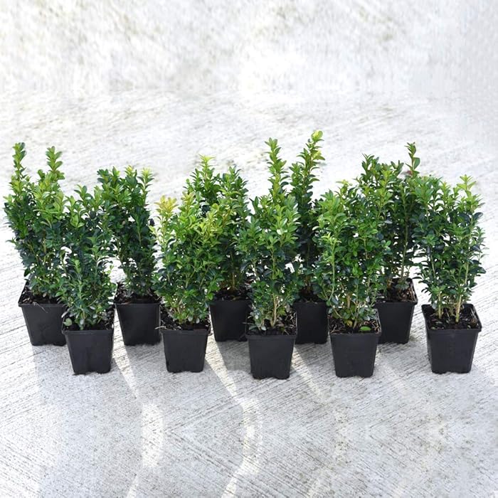 Buy Box Plants for Hedging Evergreen Shrub 10 x Buxus Hedge Plants