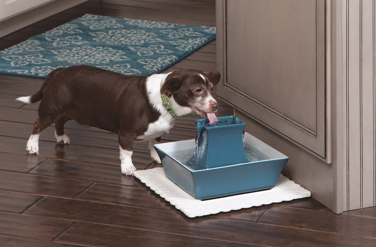 PetSafe Fuente de Agua para Gatos y Perros, dispensador automático de Agua, Fuente de cerámica para Pagoda Drinkwell para Mascotas, Filtro Incluido, Color Azul, 70 onzas, Modelo: PWW00-14898