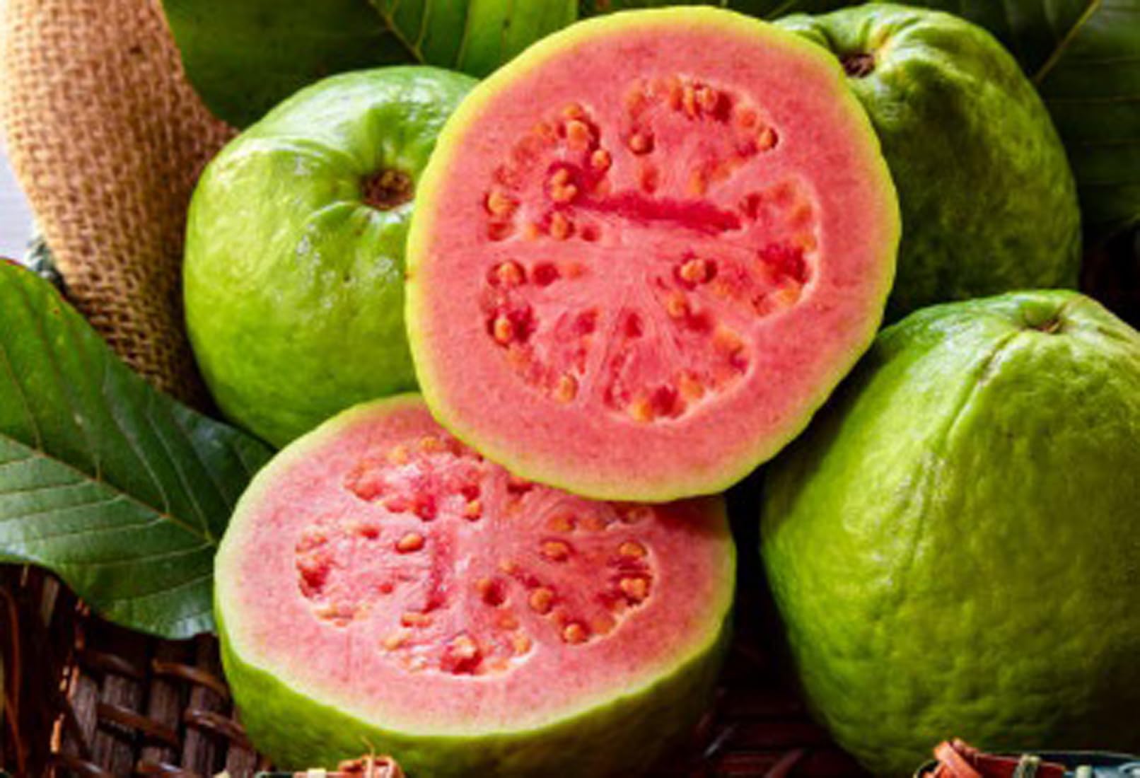 Green view"Thai Pink" Clone Type Hybrid Guava - 1 Healthy Live Thai Pink Amrood Fruit Plant 1.5-2 Ft Height in Nursery Grow Bag for Home Garden (B0BXH8K3H2) Amazon Price History, Amazon Price Tracker