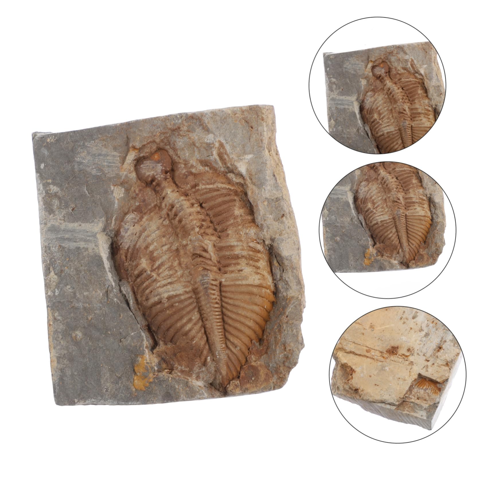 Fossile Trilobite Autentico Specimen di Paleontologia per Ragazzo Ragazza e Adolescenti, Giocattolo Educativo e Decorazione da Scrivania per Ufficio o Dormitorio