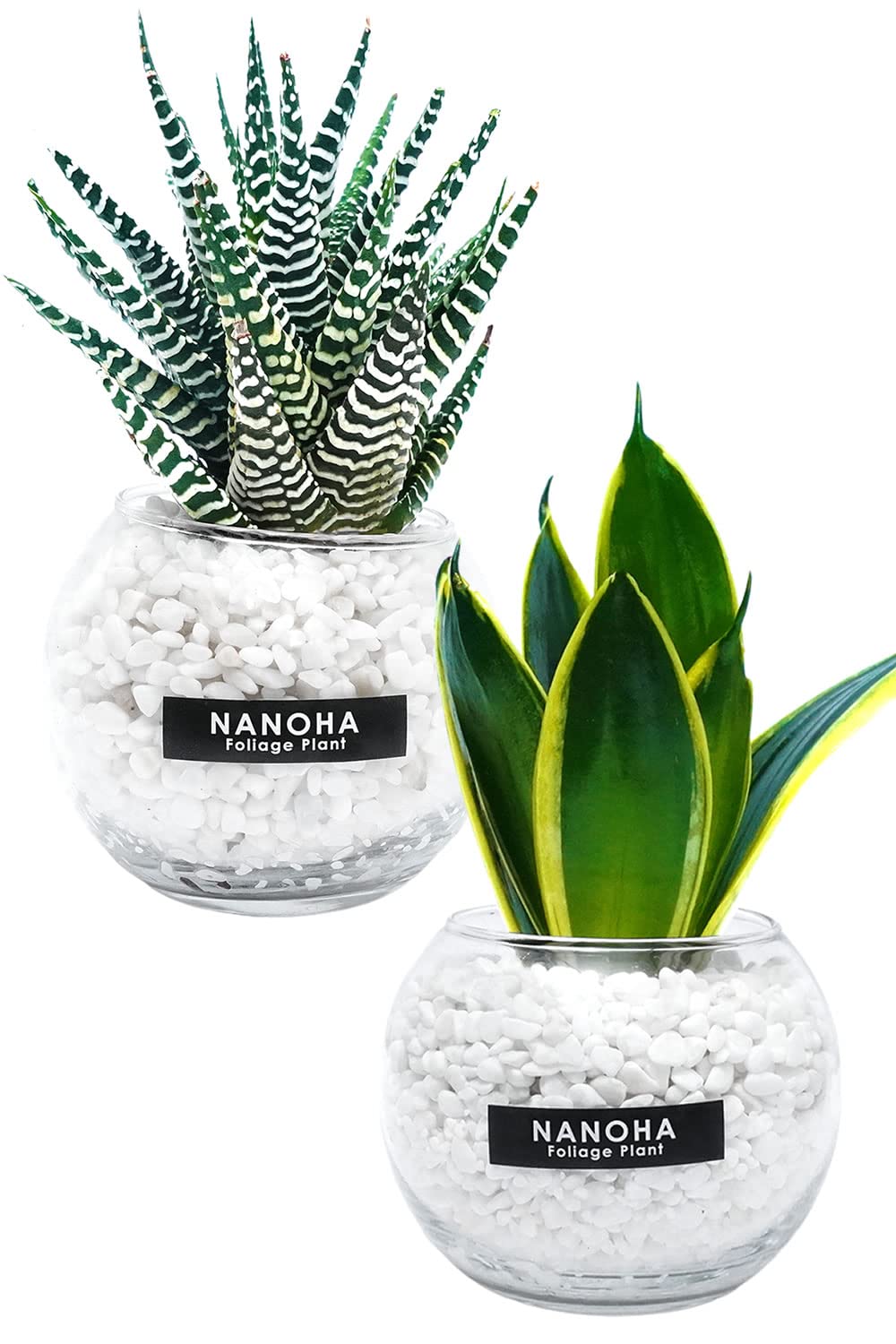 Amazon｜観葉植物 サンスベリア 十二の巻 2鉢セット 白砂利 ガラス