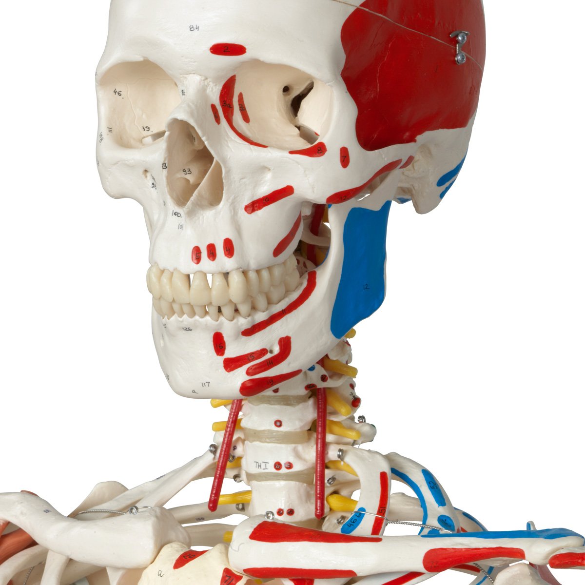 3B Scientific A13/1 Sam the Super Skeleton w/ hanging roller stand - 3B Smart Anatomy