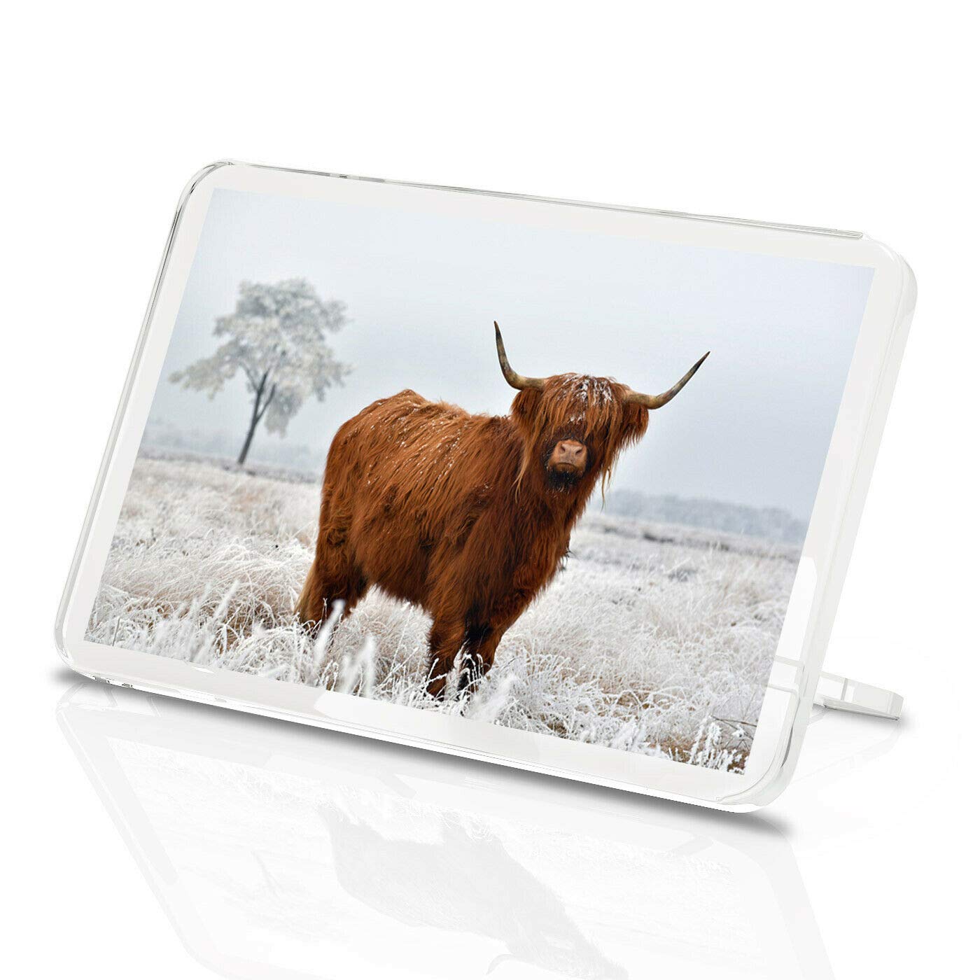 Highland Cow Classic Fridge Magnet - Cattle Snow Scotland Animals Gift #15508