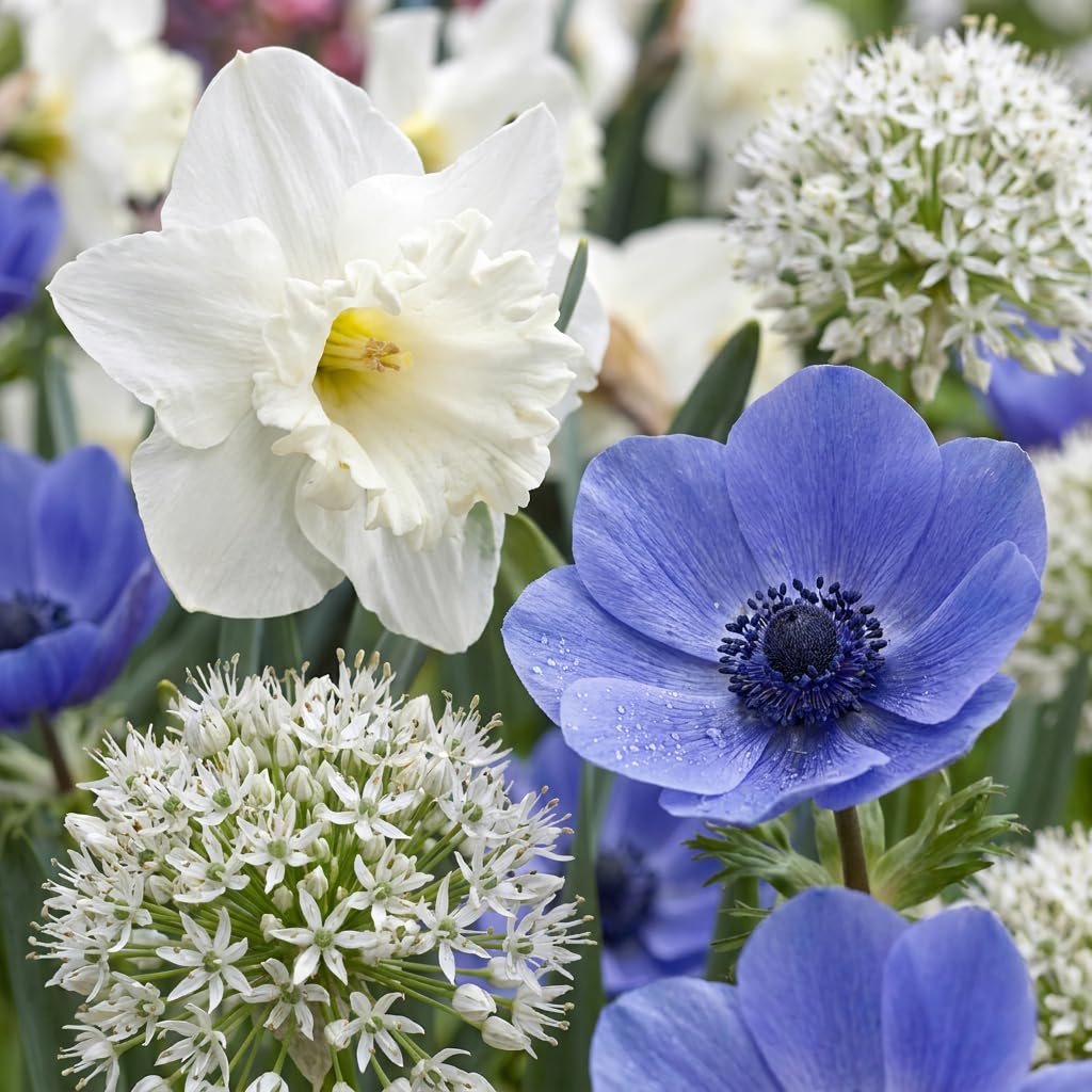 Green boutiQ - 140x Bulb Sunny Garden - Blumenzwiebel Sunny Garden - Diverses - Sommerblüher - Zwiebelgröße 10/12
