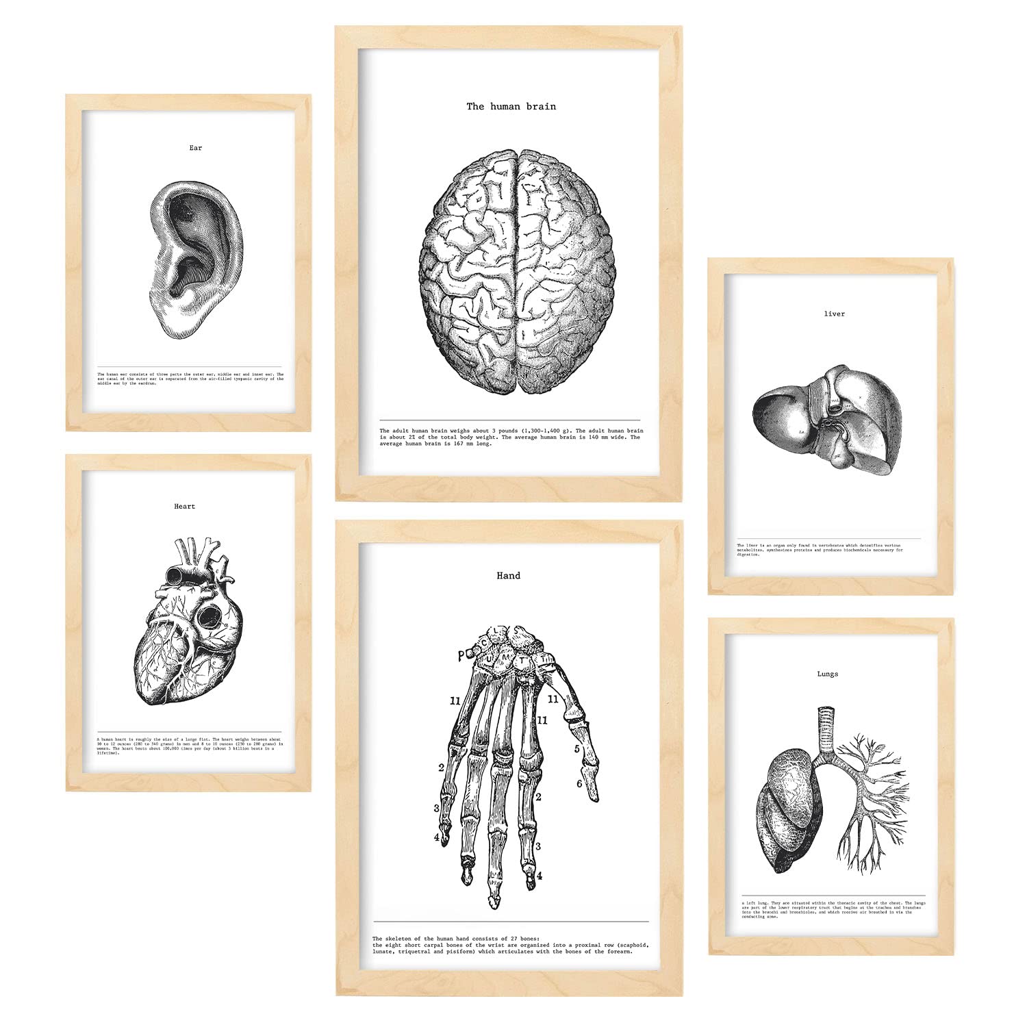Nacnic Set of 6 posters Anatomy Organ. Collection of posters in collage aesthetic for interior decoration. Sizes A3 and A4. Light wood frames.