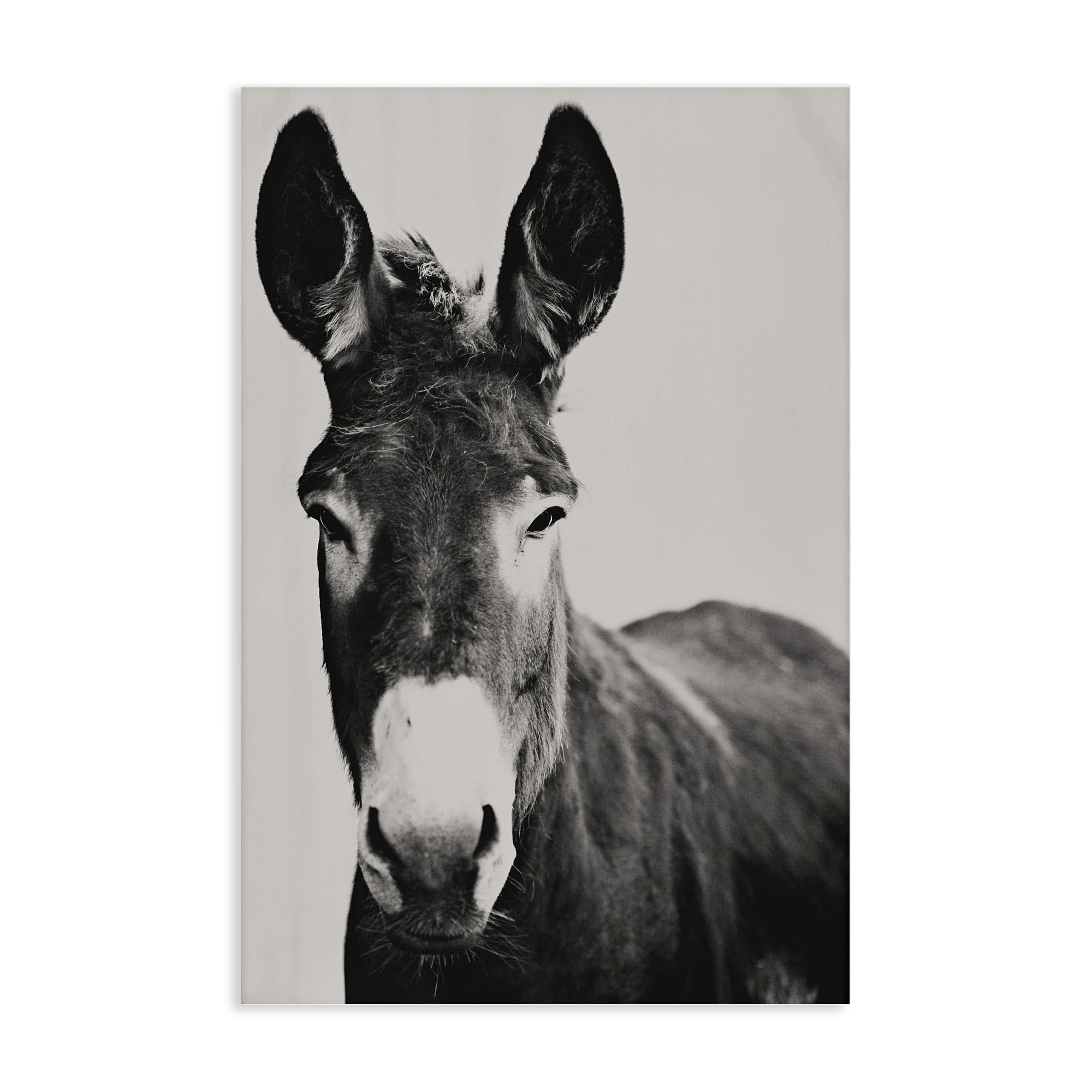 Stupell Industries 'Franz the Donkey Portrait', Canvas Art, 16 x 24 Inches, Easy to Hang and Sturdy, Made in USA, by Amy Carroll