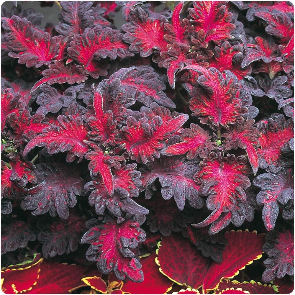 3 x Growtanical Dark Purple Coleus Black Dragon Plug Plants Shade Loving Plants